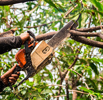 Tree Trimming